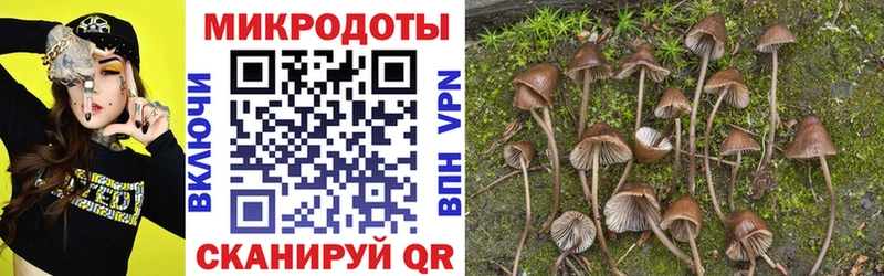Псилоцибиновые грибы Cubensis  цены   Цимлянск 